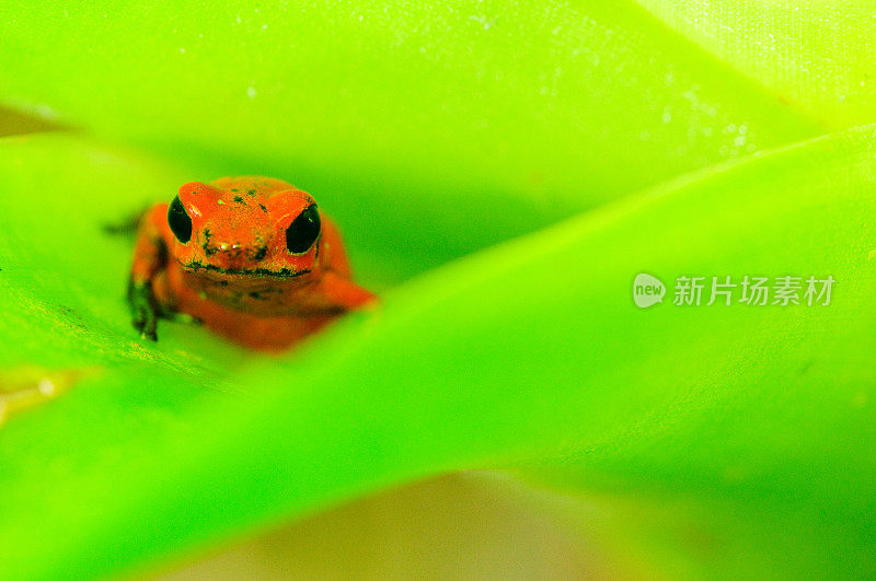 草莓毒蛙(Oophaga pumilio)